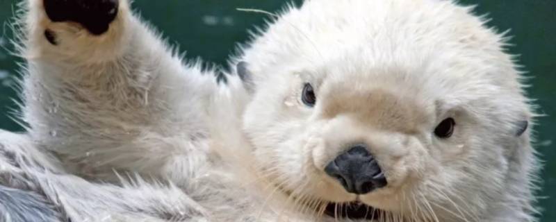 海獭吃什么（海獭好吃吗）