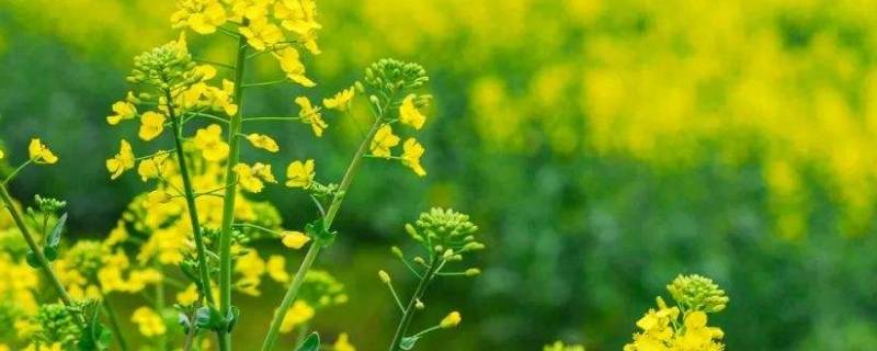 油菜花是什么颜色的 油菜花是什么颜色的?用一个A bb的词语