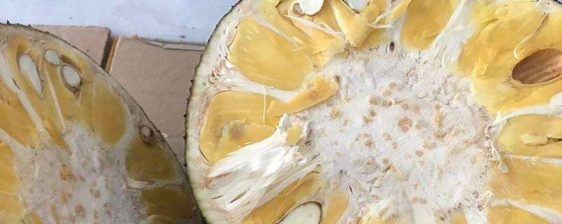 菠萝蜜熟了还能放多久 菠萝蜜熟了后能放多久
