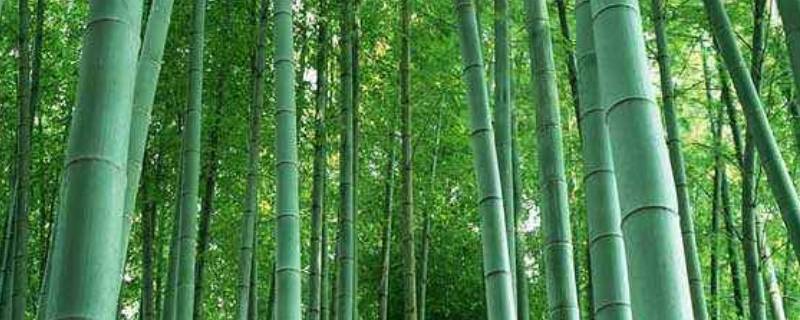送竹子的含义是什么 送竹子代表什么意思