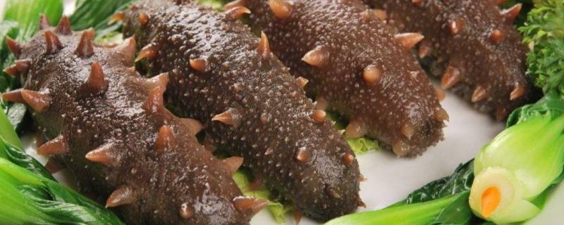 海茄子是什么（海茄子是什么样的寻找图片）