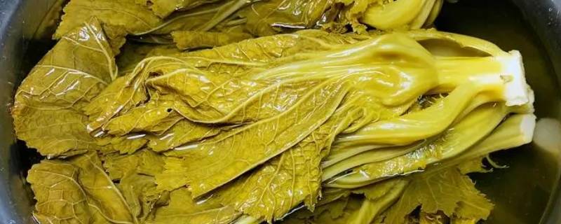 酸菜用的是什么菜（四川酸菜用的是什么菜）