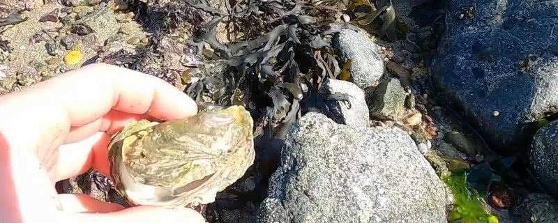 石头蟹是淡水还是海水 肉蟹是淡水还是海水