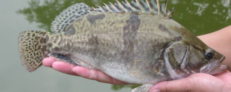 桂花鱼是什么鱼 桂花鱼是淡水鱼还是海鱼