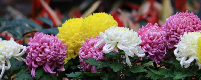 上海菊花展在哪个公园 上海今年菊展在哪个公园