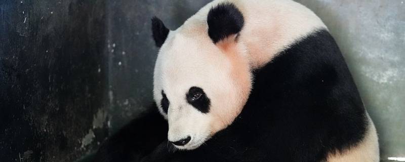 重庆有熊猫吗（重庆有小熊猫吗）