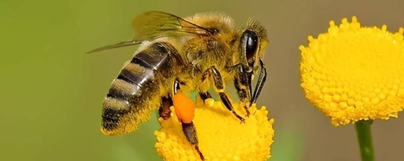 蜜蜂怎么孵化 蜜蜂怎么孵化?
