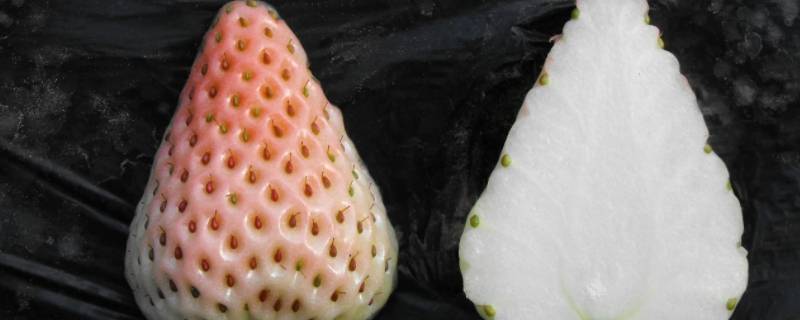 白色的草莓叫什么草莓（白草莓又叫什么草莓）