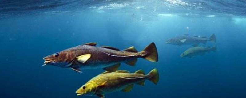 鱼怕不怕冷 鱼怕不怕冷水