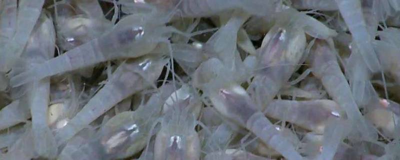白色盲虾怎么煮熟 白色盲虾怎么做