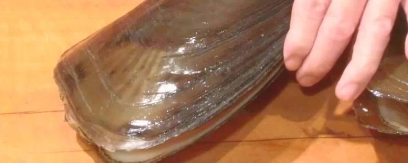 带子要蒸多久才熟 带子蒸几分钟能熟