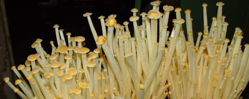 怎样识别金针菇有没泡药水（金针菇泡水吗）