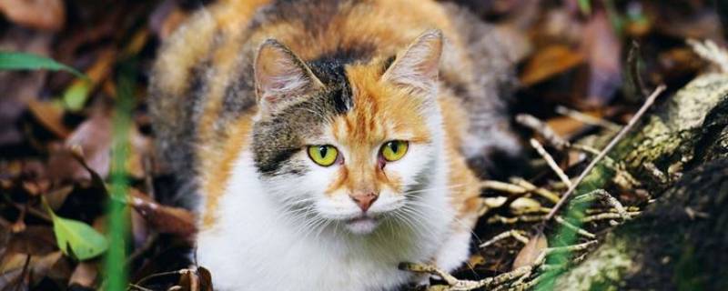 怎么驱赶野猫 怎么驱赶野猫,让它不再来