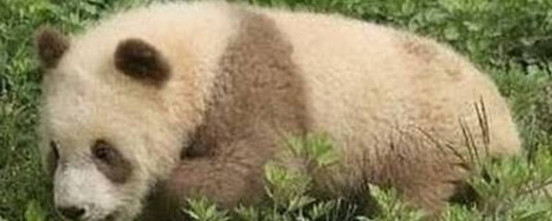 棕白色大熊猫叫什么（目前唯一在世的棕白色大熊猫叫什么）
