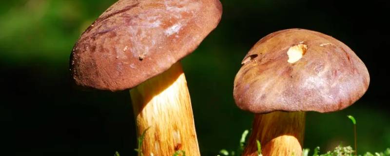 干牛肝菌怎么泡发和清洗 干牛肝菌泡发后需要焯水吗