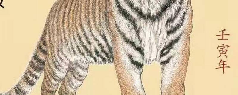 壬寅年后面是什么年（壬寅年之后是什么年）