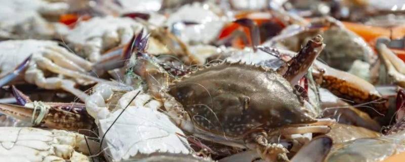 为什么螃蟹在密封箱里不会死（螃蟹密封箱会死吗）