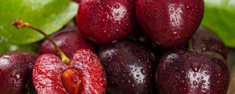 瑞吉娜和桑提娜的区别（瑞吉娜产地）