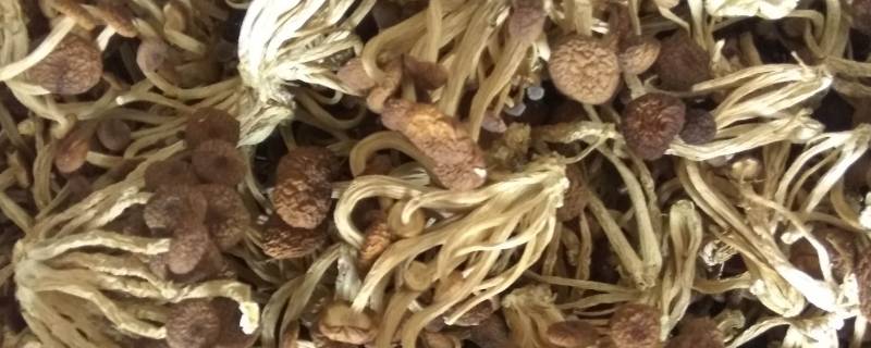 干茶树菇用热水泡还是冷水泡（干茶树菇用开水泡吗）