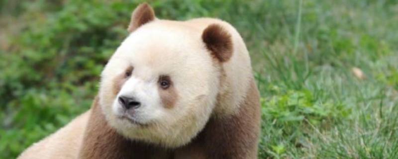 棕白色大熊猫叫什么名字（目前在世的唯一的棕白色大熊猫叫什么名字）