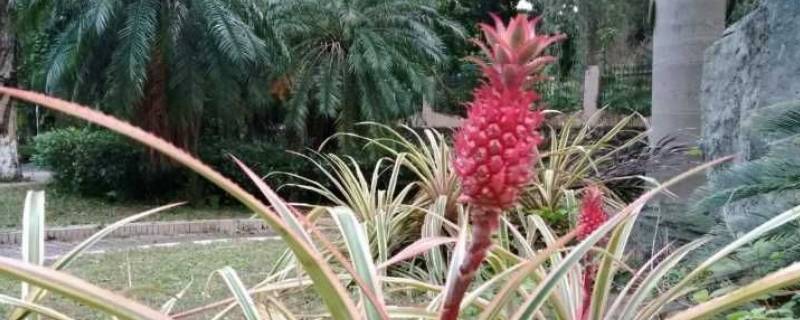 粉色菠萝是什么品种（菠萝粉是什么颜色的?）