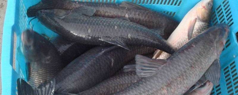 乌青鱼和青鱼的区别 乌青鱼是不是就是青鱼