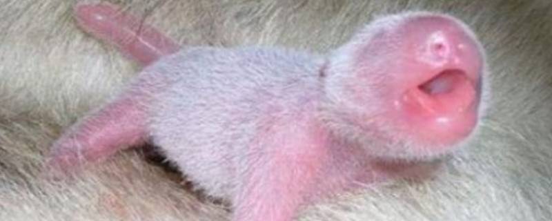 刚出生的小熊猫是什么颜色的（刚出生的小熊猫是什么颜色的古建营造中的大木作是什么）