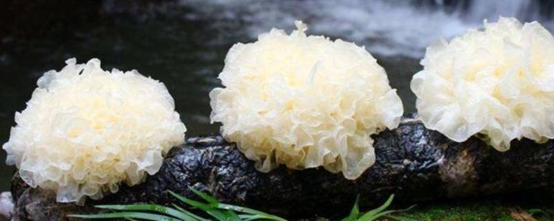 银耳是什么（银耳是什么样子图片）