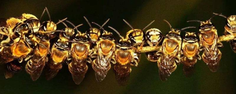 什么是隧蜂的天敌 隧蜂的天敌是哪种昆虫