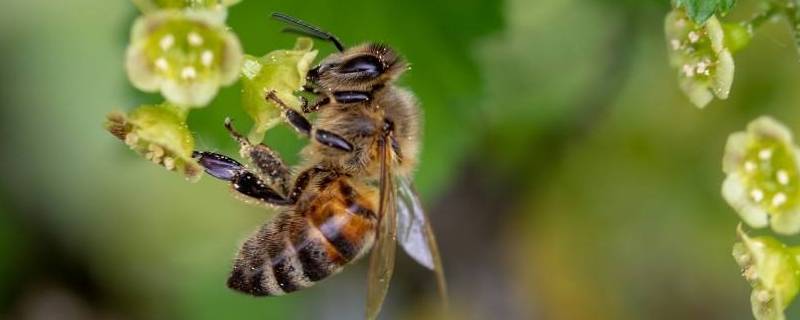 蜜蜂象征什么 蜜蜂象征什么人