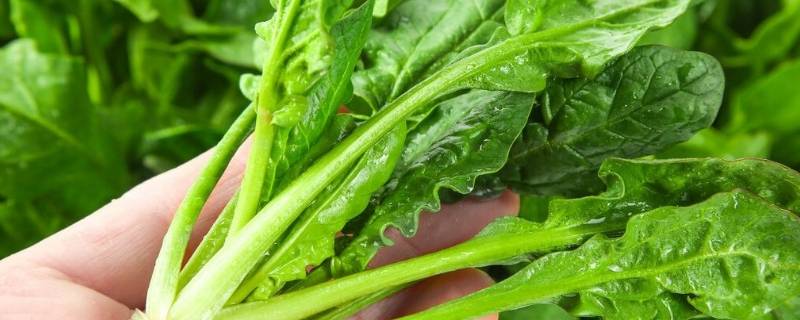 菠菜怎样榨汁 菠菜怎样榨汁视频