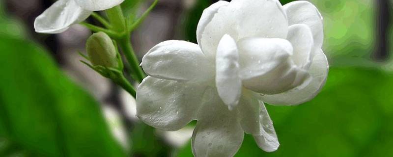 茉莉花属于什么体裁形式（茉莉花属于民歌体裁的哪一种）