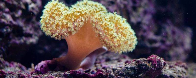 海绵是什么生物（海绵是什么生物吗）