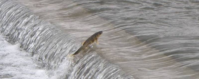 长江洄游鱼类有哪些（长江上游鱼类）