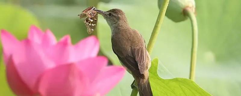 鸟和昆虫有什么不同 昆虫和鸟是什么关系
