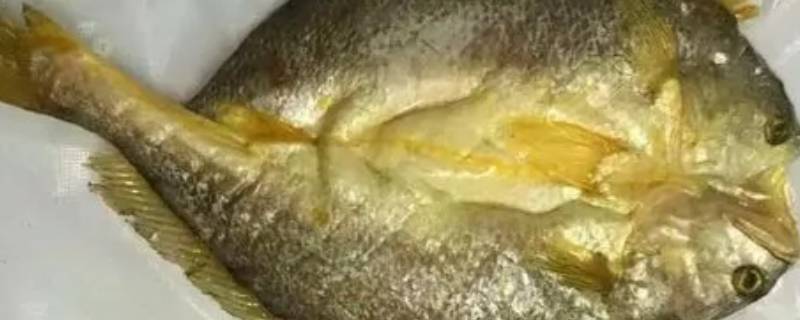 脱脂黄鱼是什么意思（黄鱼 脂肪）