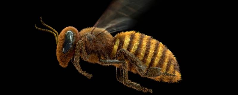 蜜蜂进家可以打死吗 蜜蜂进屋里打死了有事没