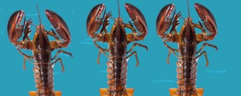 波龙如何存放 波龙怎样储存