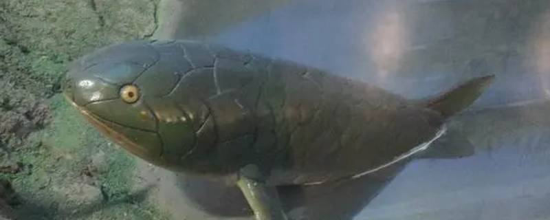 总鳍鱼的特点（总鳍鱼的特点包括小眼睛）