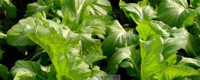 蒲儿菜又被称作什么菜（蒲菜是什么）