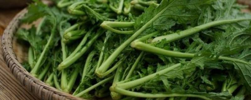 菜蕻是什么蔬菜 什么是蕹菜