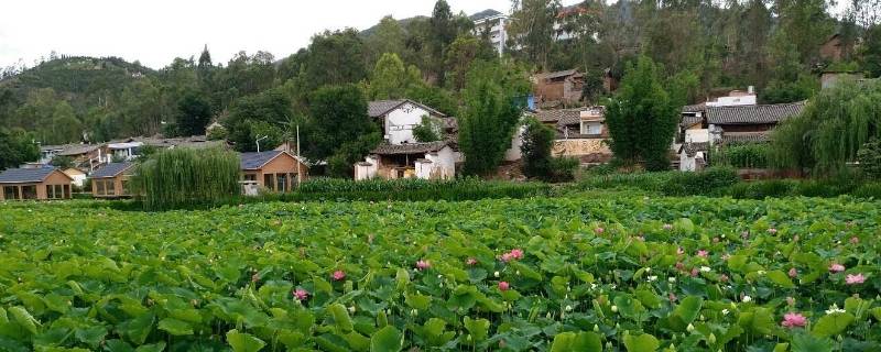 滇中翡翠是哪里（滇中翡翠是谁说的）