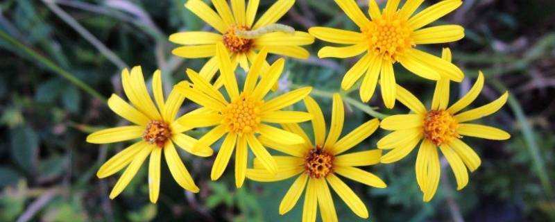 越菊科食物有哪些（越菊科的食物有哪些）