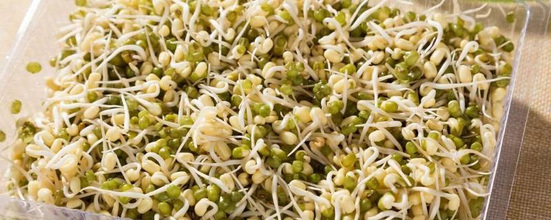 绿豆芽怎样保存更持久 绿豆芽怎么长时间保存