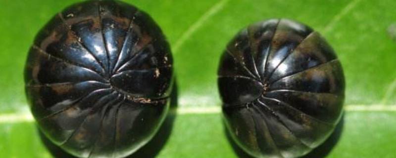 西瓜虫怎么消灭掉 土壤里的西瓜虫怎么消灭掉