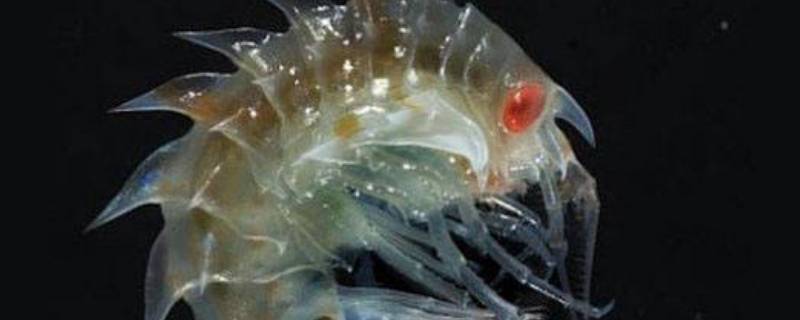 沙蚤是什么东西（沙蚤是什么?）