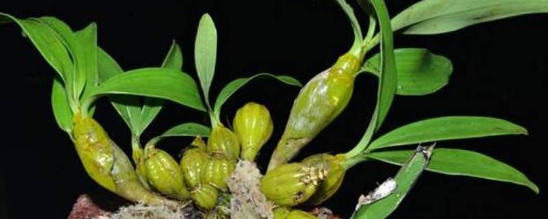 为什么家里不能种石斛（在家种石斛好养吗）