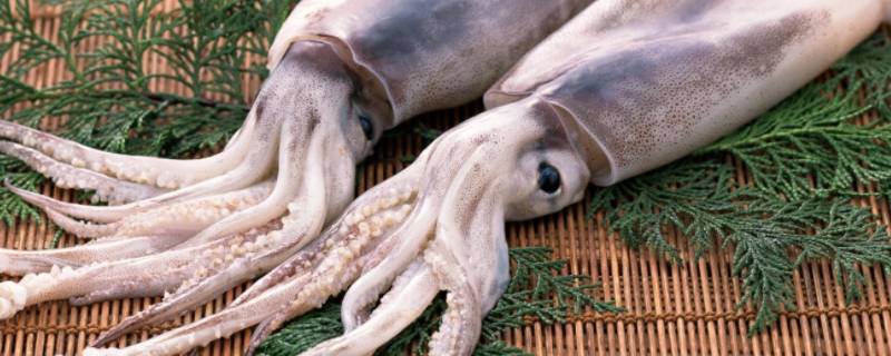 发好的鱿鱼怎么保存 新鲜鱿鱼处理好了怎么保存