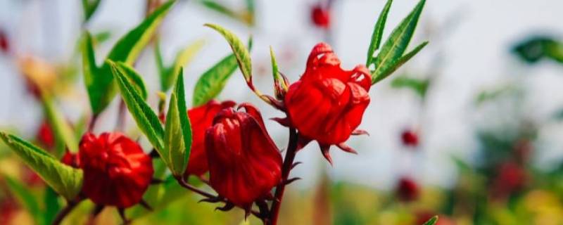 洛神花是什么味道（洛神花有甜味吗）
