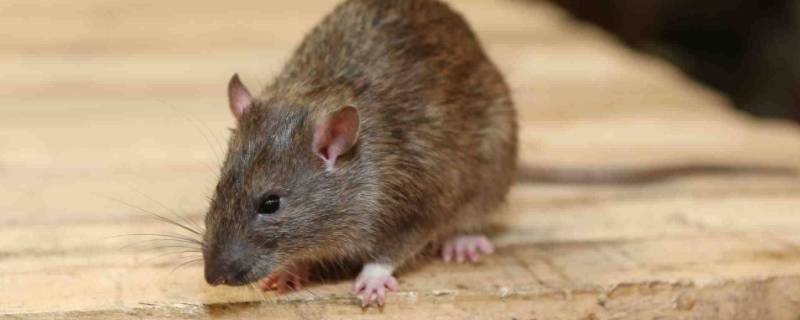 抓到老鼠之后该怎么处理（老鼠抓到了怎么处理）